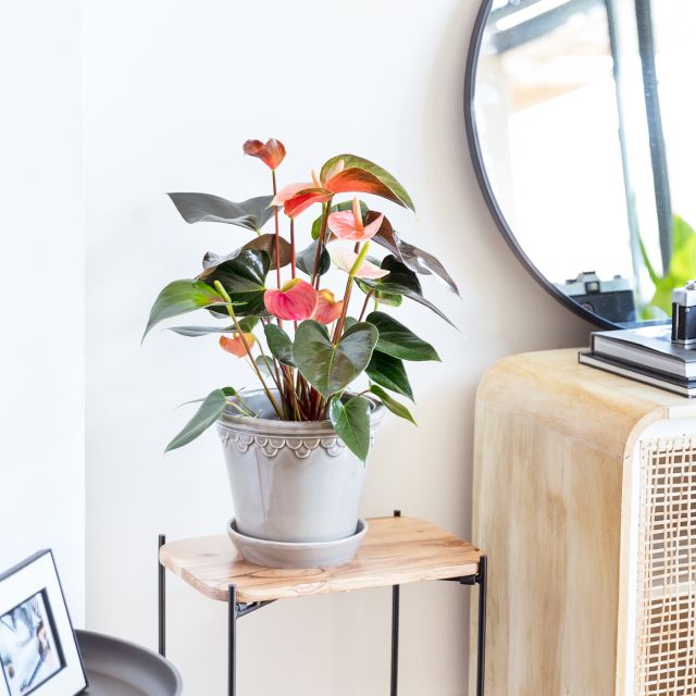 Cheryl - Anthurium Andreanum Rainbow Champion | Help Center