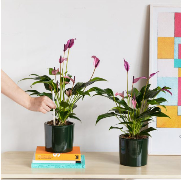Anthurium Andreanum Lila Pack | Centro de Ayuda