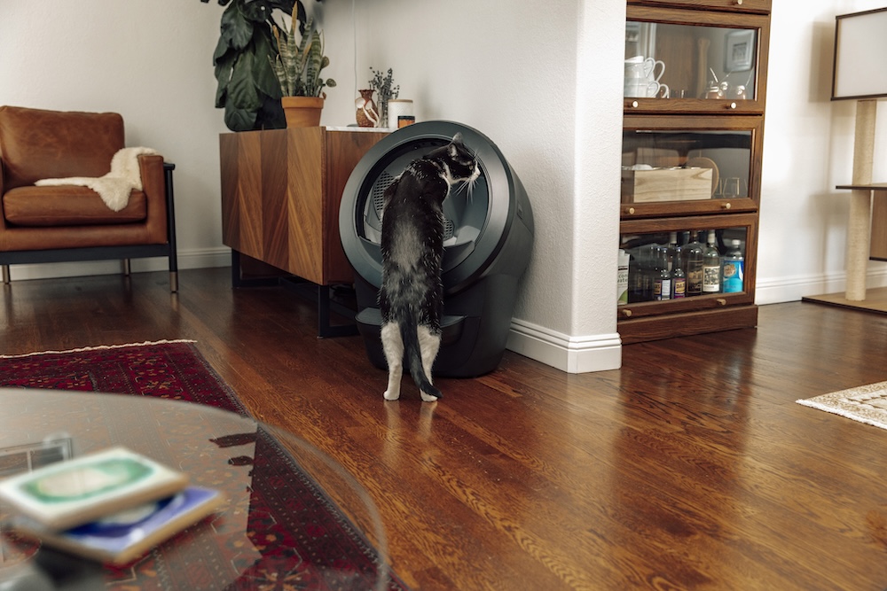 tuxedo cat jumping into Litter-Robot 4 self cleaning litter box